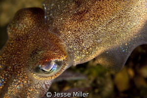 Close-up Macro - Stubby Squid by Jesse Miller 